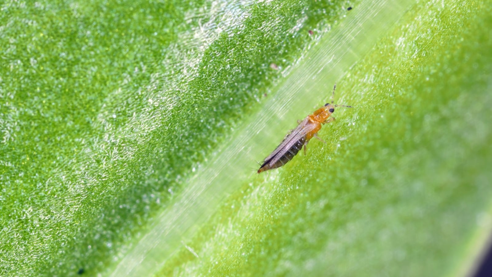 Small, slender thrips insect with elongated body and tiny legs perched on the surface of a green leaf.
