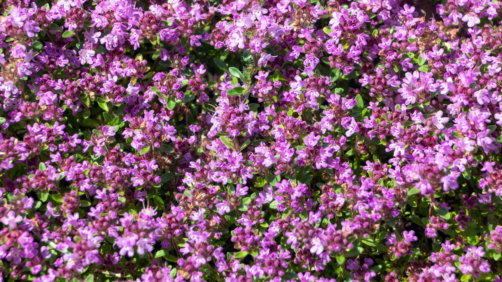 A mat of dense, tiny purple-pink flower clusters with a delicate, fine texture, barely rising above the low foliage.