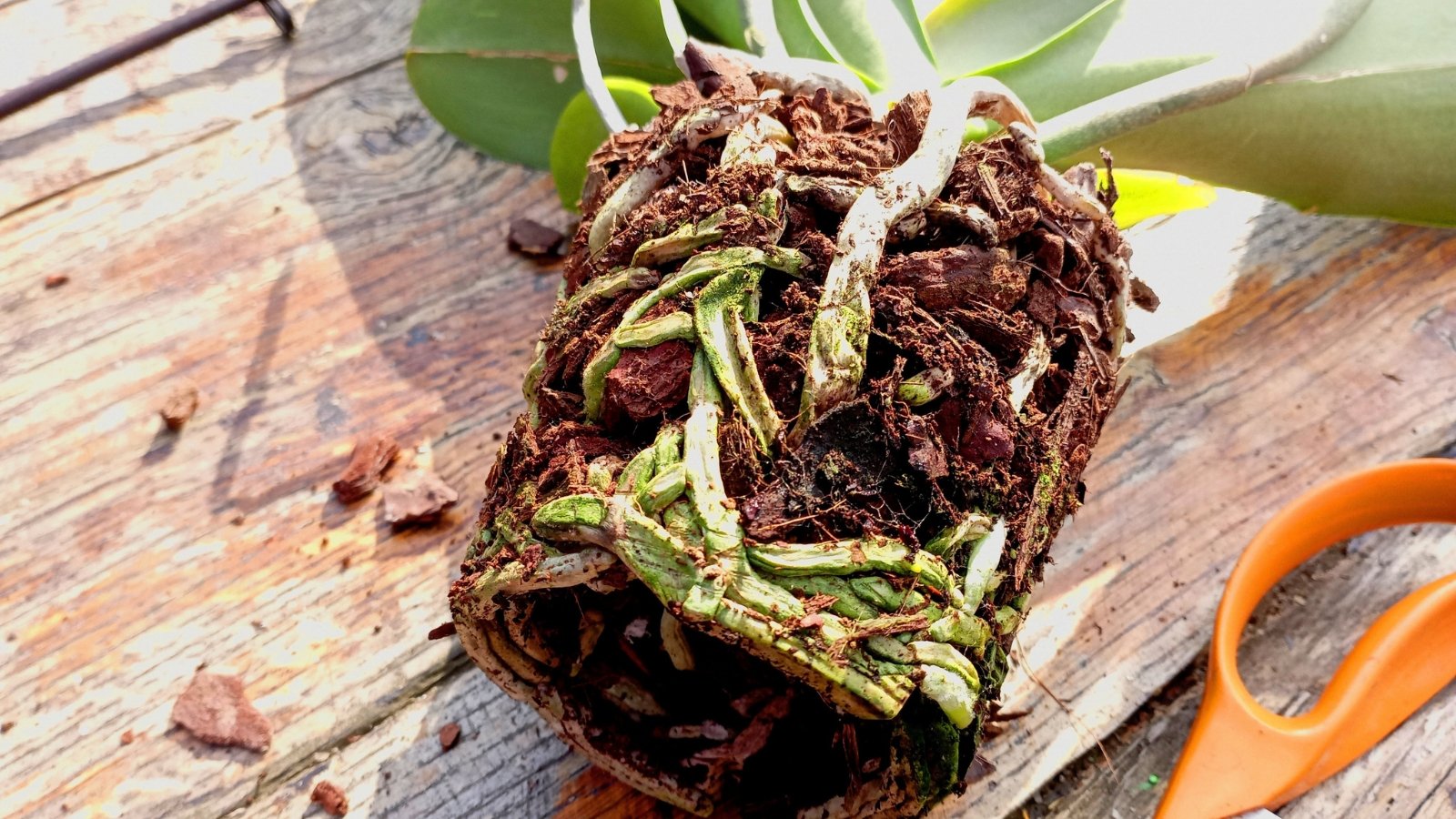 Unpotted orchid plant lies on a wooden table, its thick, intertwined roots mixed with potting soil and lush green leaves spreading outward.
