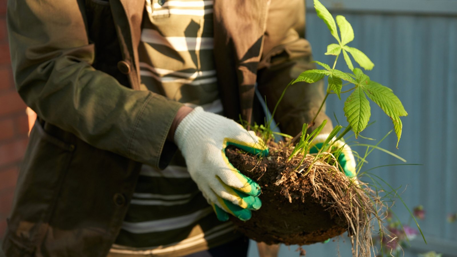 Gardener wearing gloves holding a young sapling with elongated serrated green leaves and a compact root ball, ready for transplanting in a garden.
