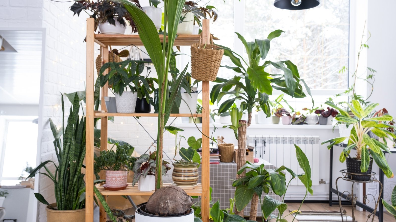 A variety of potted houseplants with leaves ranging from green to purple and diverse shapes are closely arranged on vertical shelves and a windowsill, with a snowy winter landscape visible outside the window.
