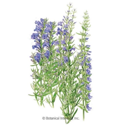 True Hyssop Seeds