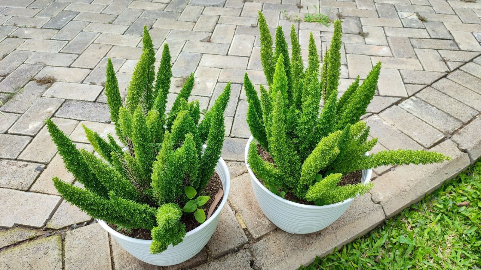Two Asparagus densiflorus potted and placed outside, appearing to have lovely bright green fronds placed on the ground