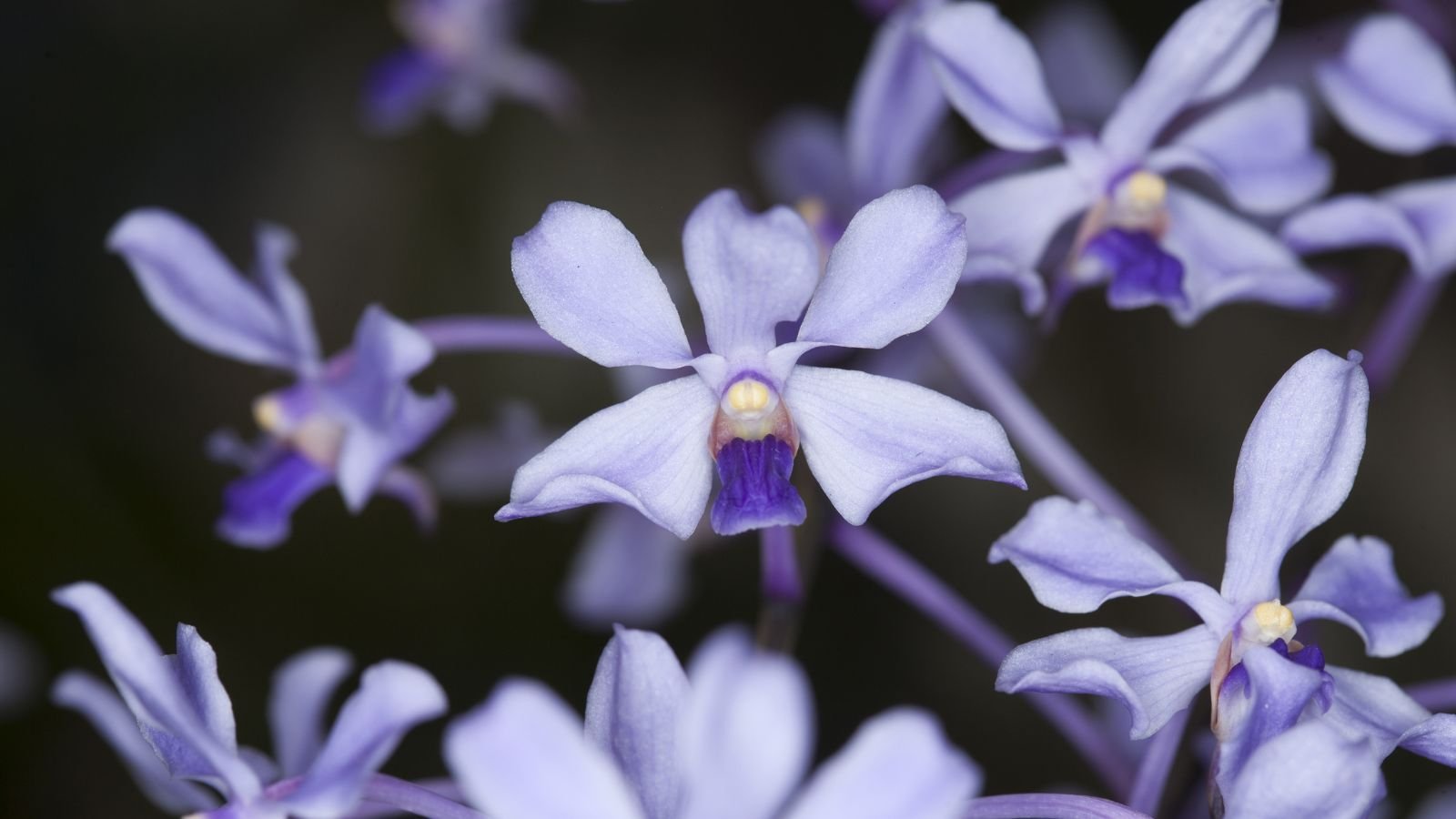 An area covered inlovely Vanda coerulescens blooms appearing to have pale blue hues against deep green leaves and stems
