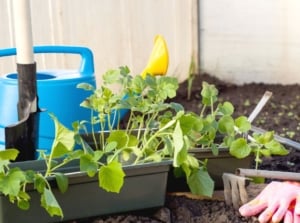 Vegetable seeds start december, showing small tomato and pepper plants in dark brown soil surrounded by gardening tools meant to take care of the plants