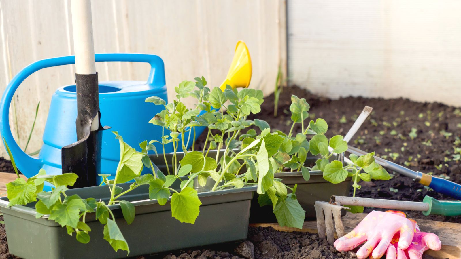 7 Vegetable Seeds to Start in December