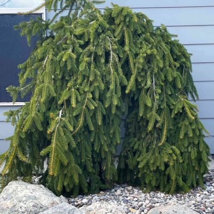Weeping Norway Spruce