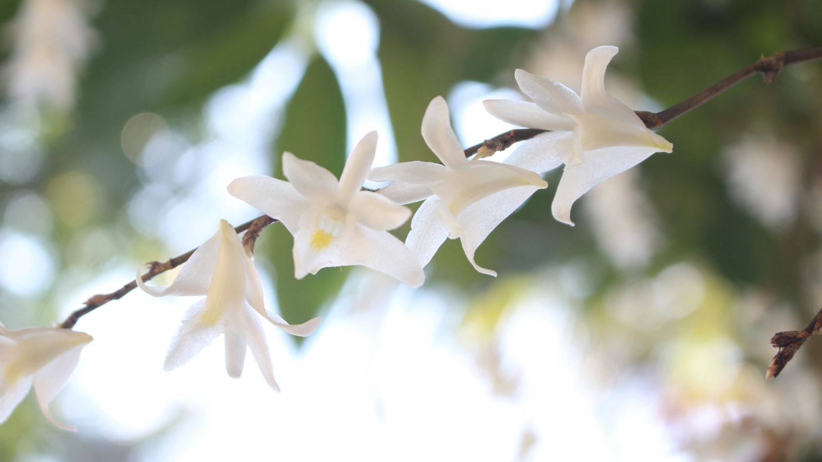 A woody stem of White Dove Orchid appearing to have lovely white blooms,  having delicate petals with greens in the background