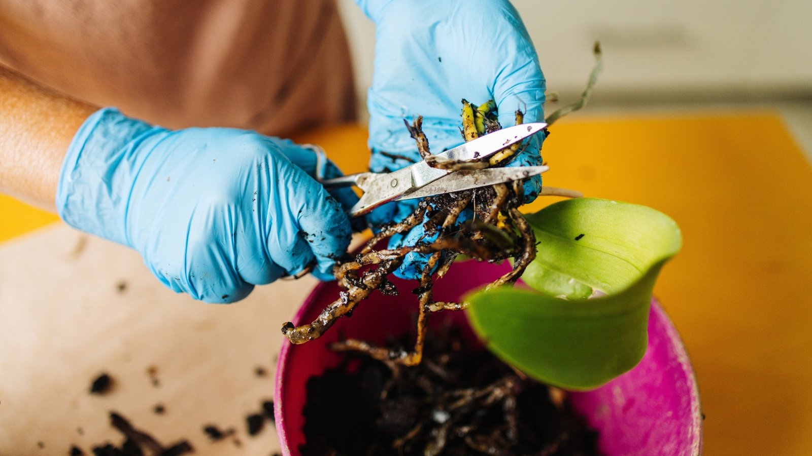 Woman wearing blue gloves trims rotten orchid roots with scissors above a pink pot, with healthy green leaves visible nearby.
