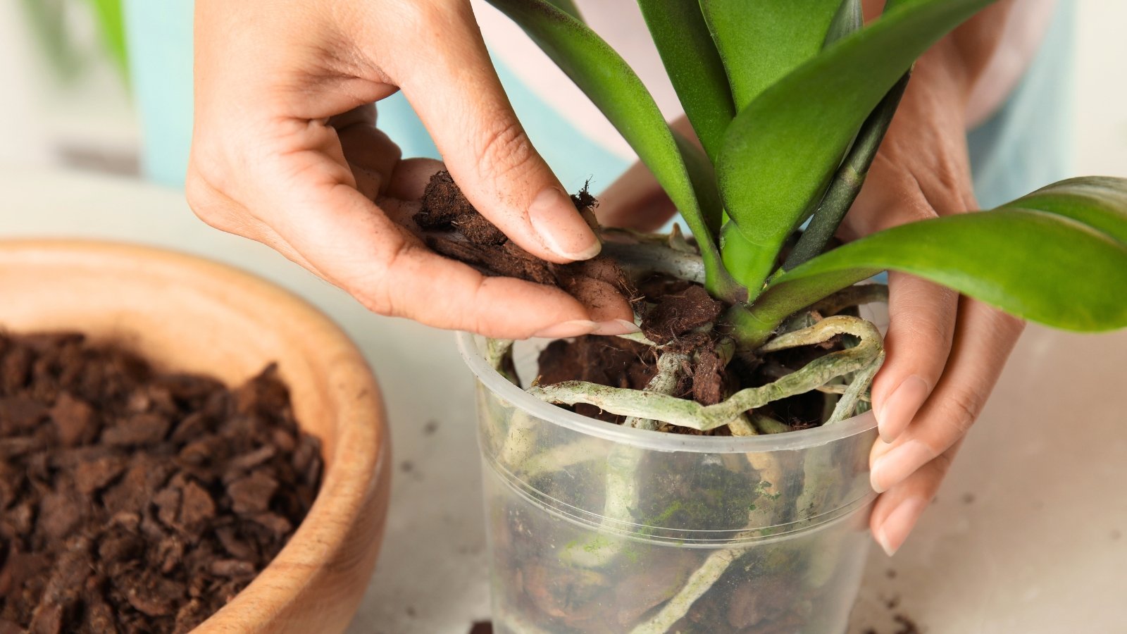 Woman transplants an orchid plant into a translucent plastic pot, filling it with orchid bark and sphagnum moss around the roots and green foliage.
