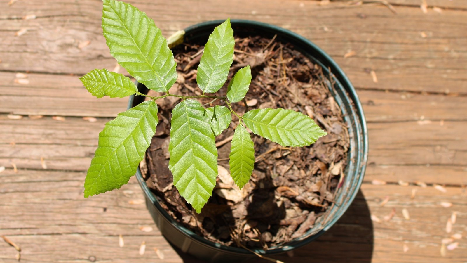 Young chestnut tree cutting with serrated green leaves growing upright in a small outdoor pot.

