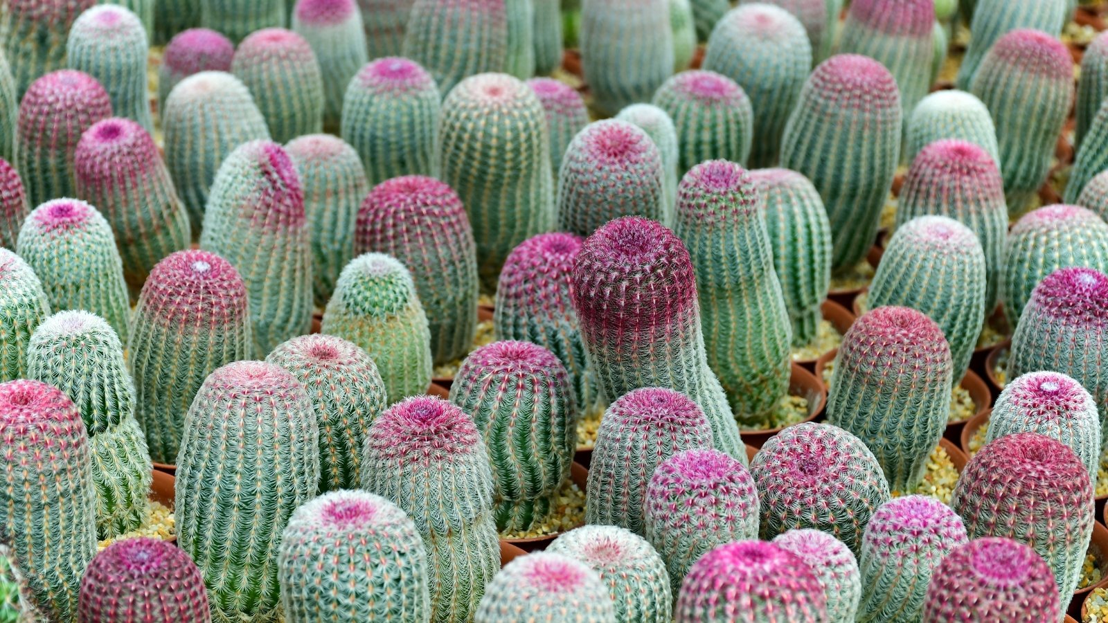 Multiple small pots show slender cacti lined with vivid pink upper spines that fade into pale lower rings.