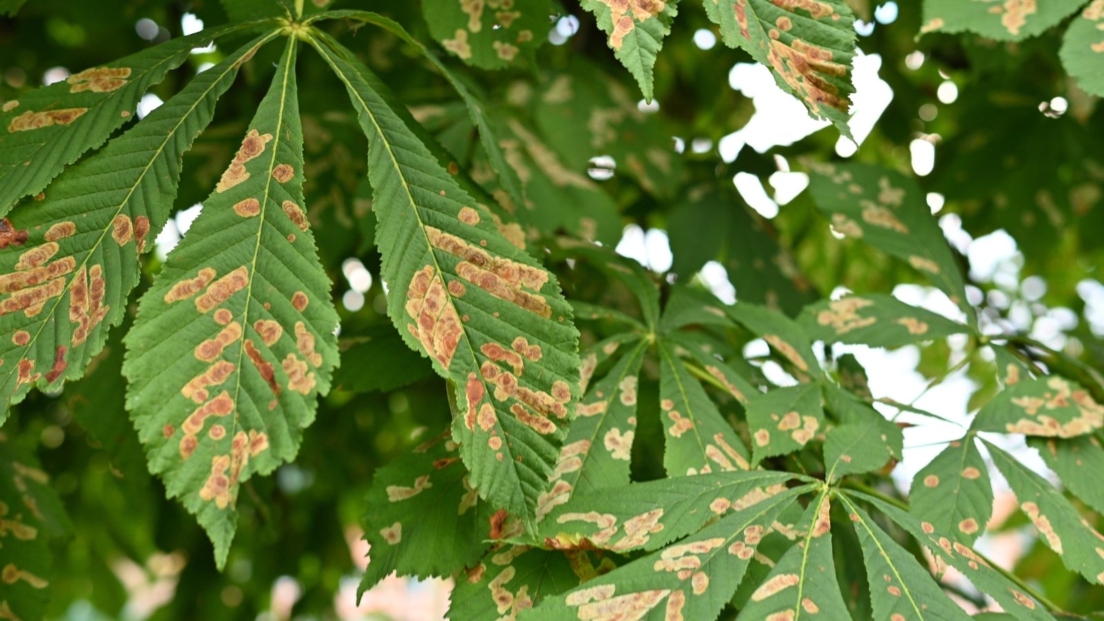 Close-up of diseased elongated green leaves with jagged edges covered with orange-brown irregular spots.