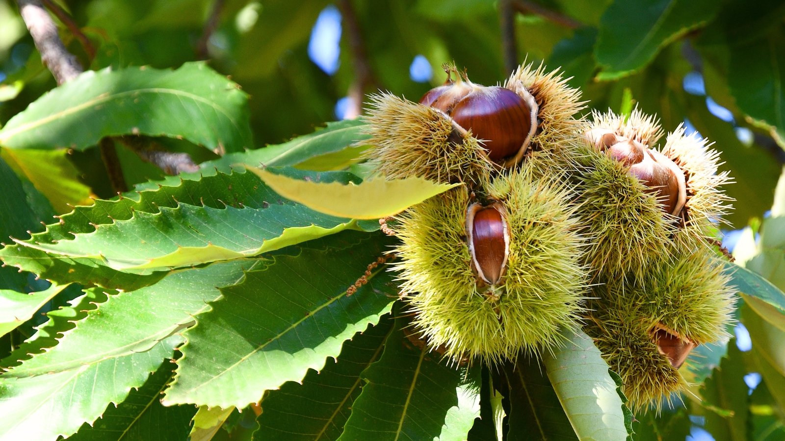 Sunlit branches with long, toothed leaves display opened spiny husks exposing glossy brown nuts.