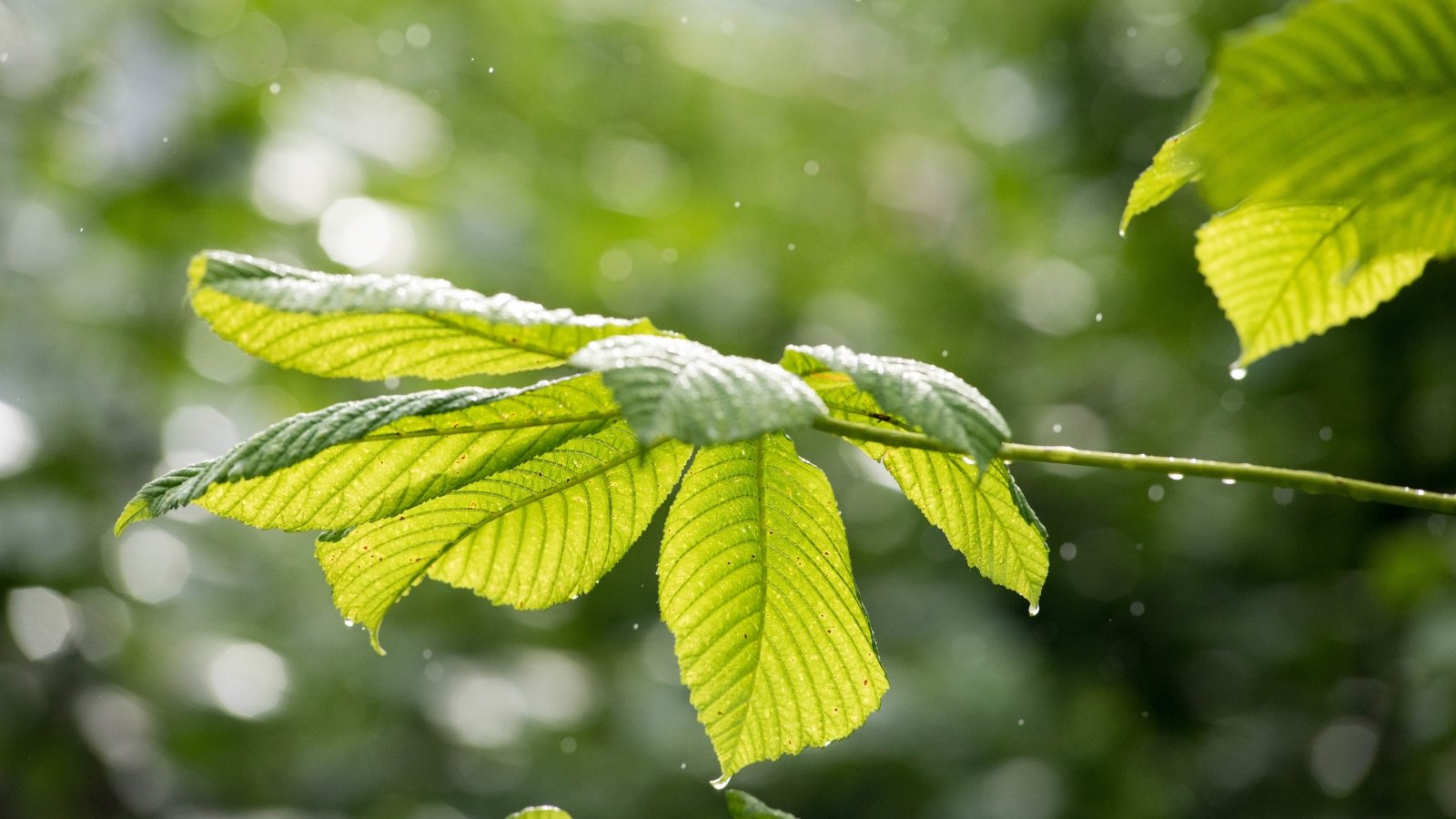 Glossy green serrated leaves glisten with raindrops, hanging from branches in wet, rainy weather.

