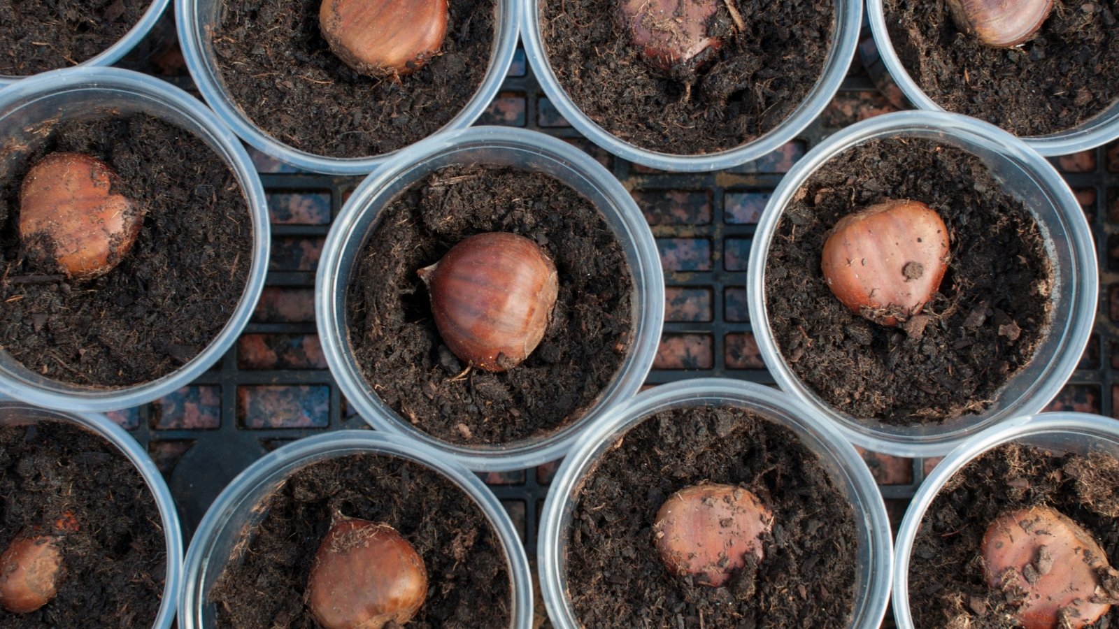 Shiny, rounded brown seeds with pointed tips are partially buried in rich soil, neatly arranged in individual pots.
