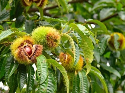 Branching chestnut tree limbs hold long, serrated green leaves and spiky burrs hanging from its branches, each burr enclosing glossy brown nuts.