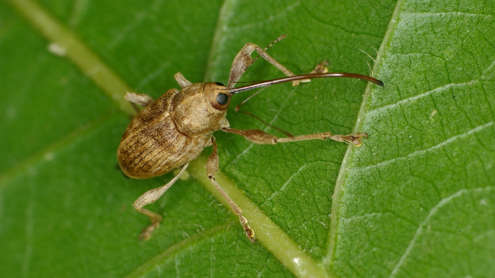Small, dark brown beetle with an elongated body and a distinctive curved snout, clinging to a surface.
