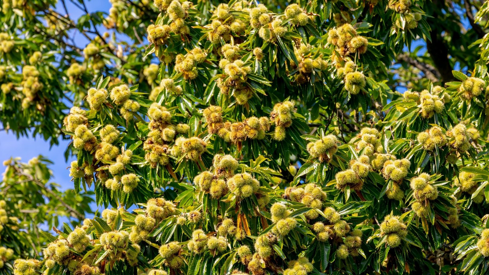 Branches lined with elongated, toothed leaves bear split prickly husks that reveal clusters of rounded brown nuts inside.
