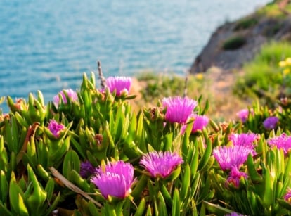 A dense groundcover of bright green succulent leaves topped with magenta-pink daisy-like flowers blooming in a coastal garden.