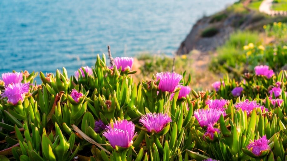 A dense groundcover of bright green succulent leaves topped with magenta-pink daisy-like flowers blooming in a coastal garden.