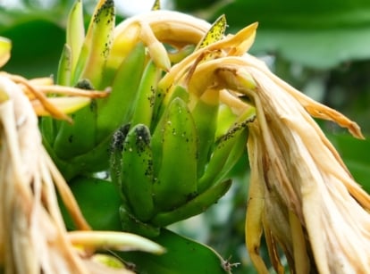 Close-up of a dragon fruit plant with a dry flower and green scaled buds covered in small black aphid pests.