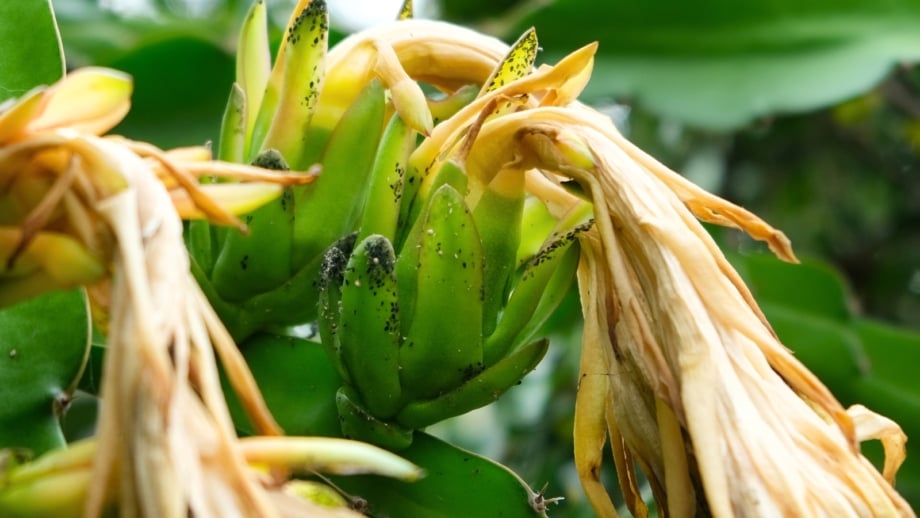 Close-up of a dragon fruit plant with a dry flower and green scaled buds covered in small black aphid pests.