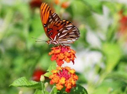 Gulf Fritillary butterfly with vivid orange wings and black markings rests on clusters of bright red-orange blooms surrounded by lush green foliage in a Florida butterfly garden.