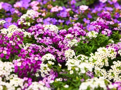 A dense blanket of ground cover plants bloom with tiny clustered flowers in white, deep magenta, and purple among bright green foliage.