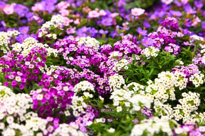 A dense blanket of ground cover plants bloom with tiny clustered flowers in white, deep magenta, and purple among bright green foliage.