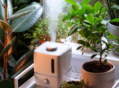 Potted houseplants are grouped close together around a white humidifier to maintain the right level of humidity indoors during winter.