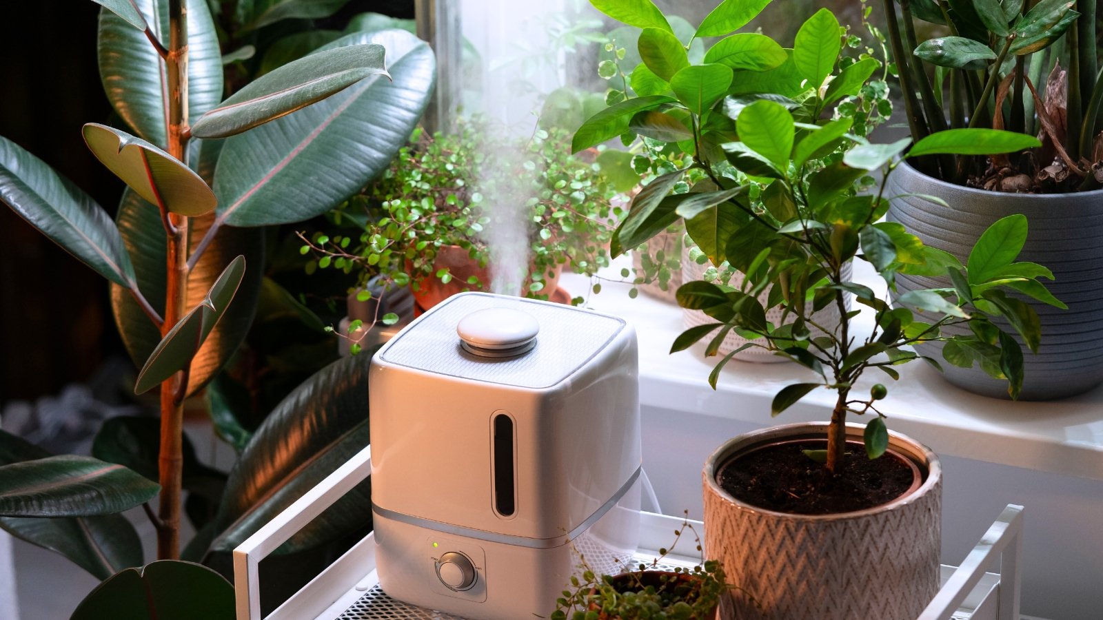 5 Humidity Tricks For Houseplants in Dry Winter Air
