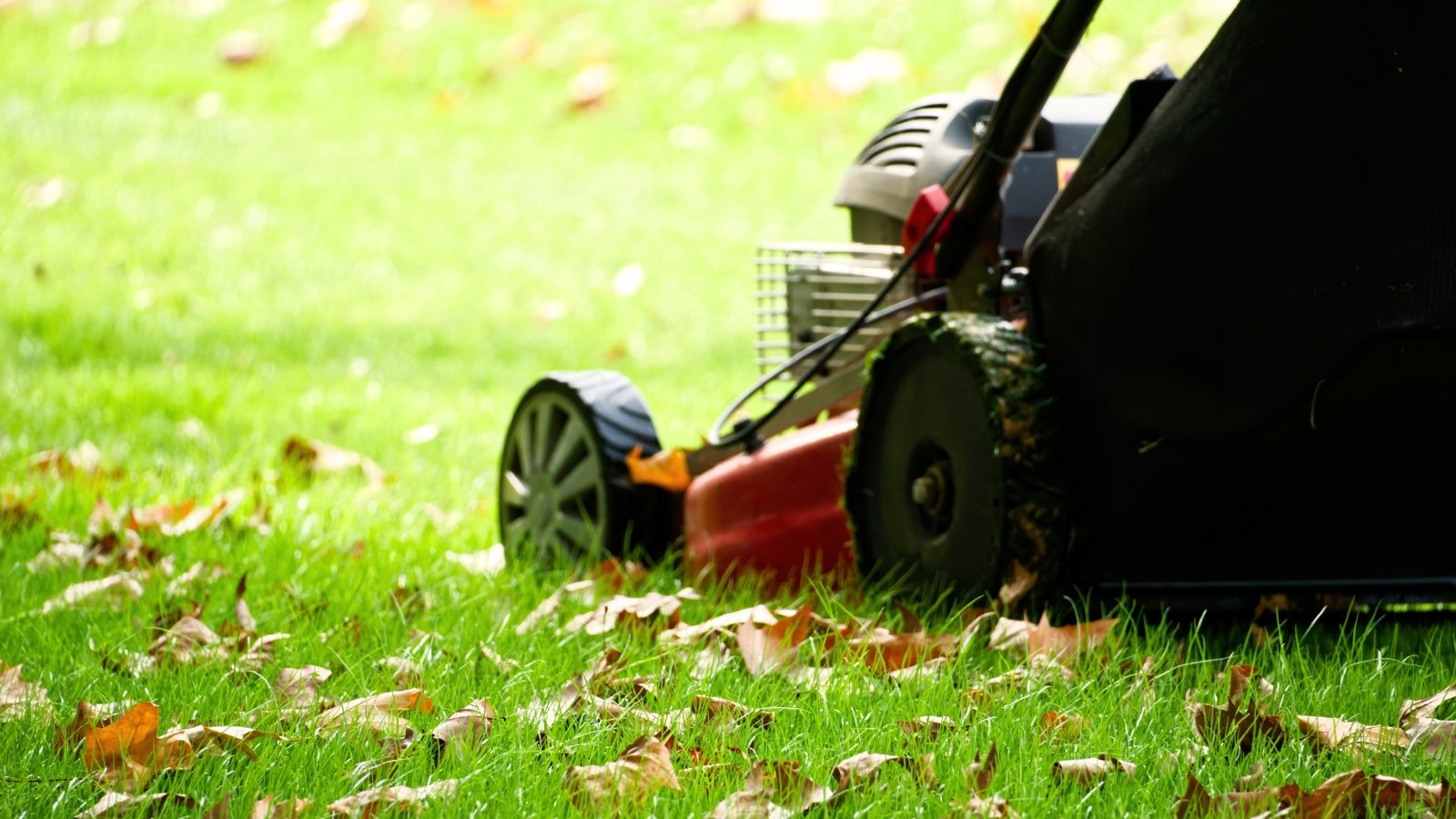 Lawn mower moving across a lawn covered with fallen autumn leaves, actively cutting and collecting them.