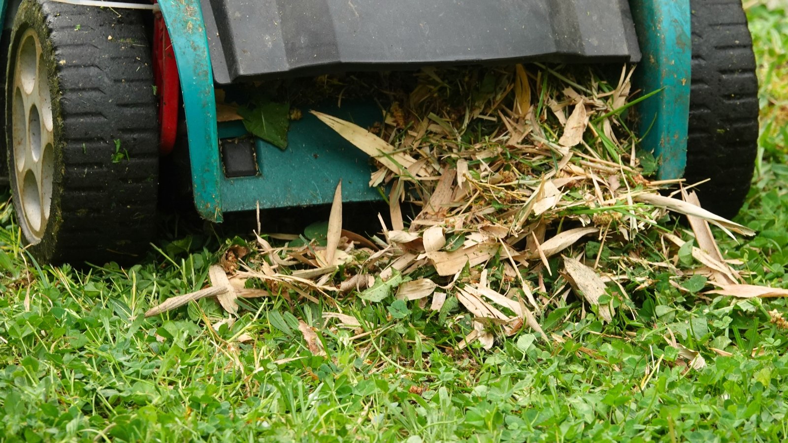 Lawn mower mulching freshly cut grass, scattering fine green clippings evenly across a neatly trimmed, well-maintained lawn.
