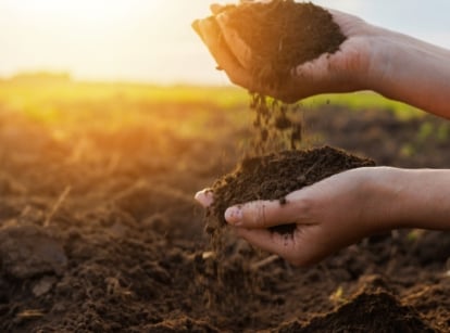 Gardener’s hands gently sifting through dark, crumbly soil in a sunlit November garden.