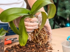 Woman wearing gloves holds an orchid plant with drooping brown roots and slightly wilted green leaves over a table with scattered potting mix, gardening tools, and flower pots, demonstrating the orchid revival challenge.