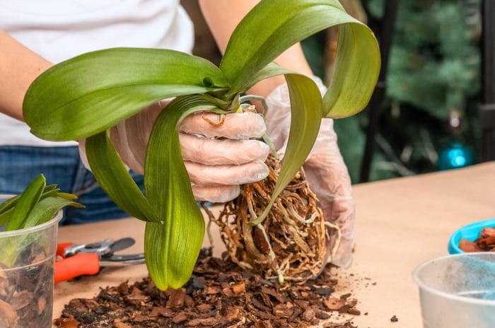 Woman wearing gloves holds an orchid plant with drooping brown roots and slightly wilted green leaves over a table with scattered potting mix, gardening tools, and flower pots, demonstrating the orchid revival challenge.