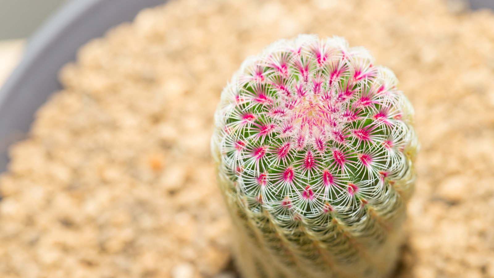 A top-down view of a potted cactus reveals a plump, ribbed stem with vibrant green hues, densely covered in short, radiating white spines tipped with subtle pink and golden accents.
