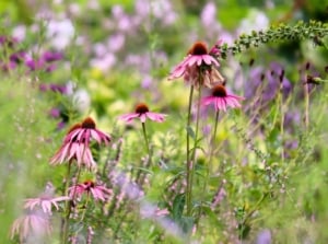 Vibrant pink-purple flowers with raised orange centers stand tall on sturdy stems, blooming across a sunlit prairie garden.