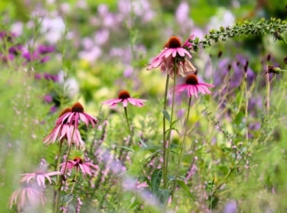Vibrant pink-purple flowers with raised orange centers stand tall on sturdy stems, blooming across a sunlit prairie garden.