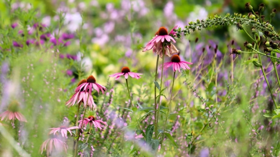 Vibrant pink-purple flowers with raised orange centers stand tall on sturdy stems, blooming across a sunlit prairie garden.