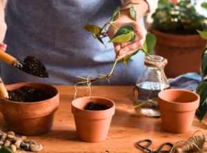 Woman in an apron propagates Philodendron plants by planting a rooted cutting into a small terracotta pot filled with soil, surrounded by green leaves and propagation tools.