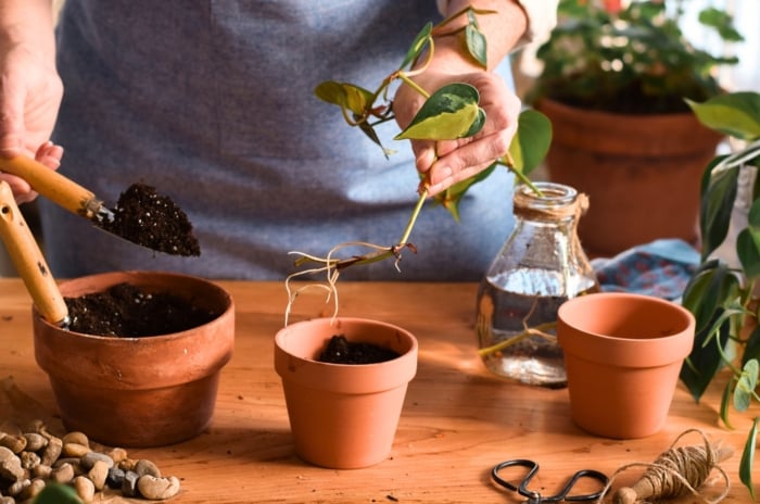 Woman in an apron propagates Philodendron plants by planting a rooted cutting into a small terracotta pot filled with soil, surrounded by green leaves and propagation tools.