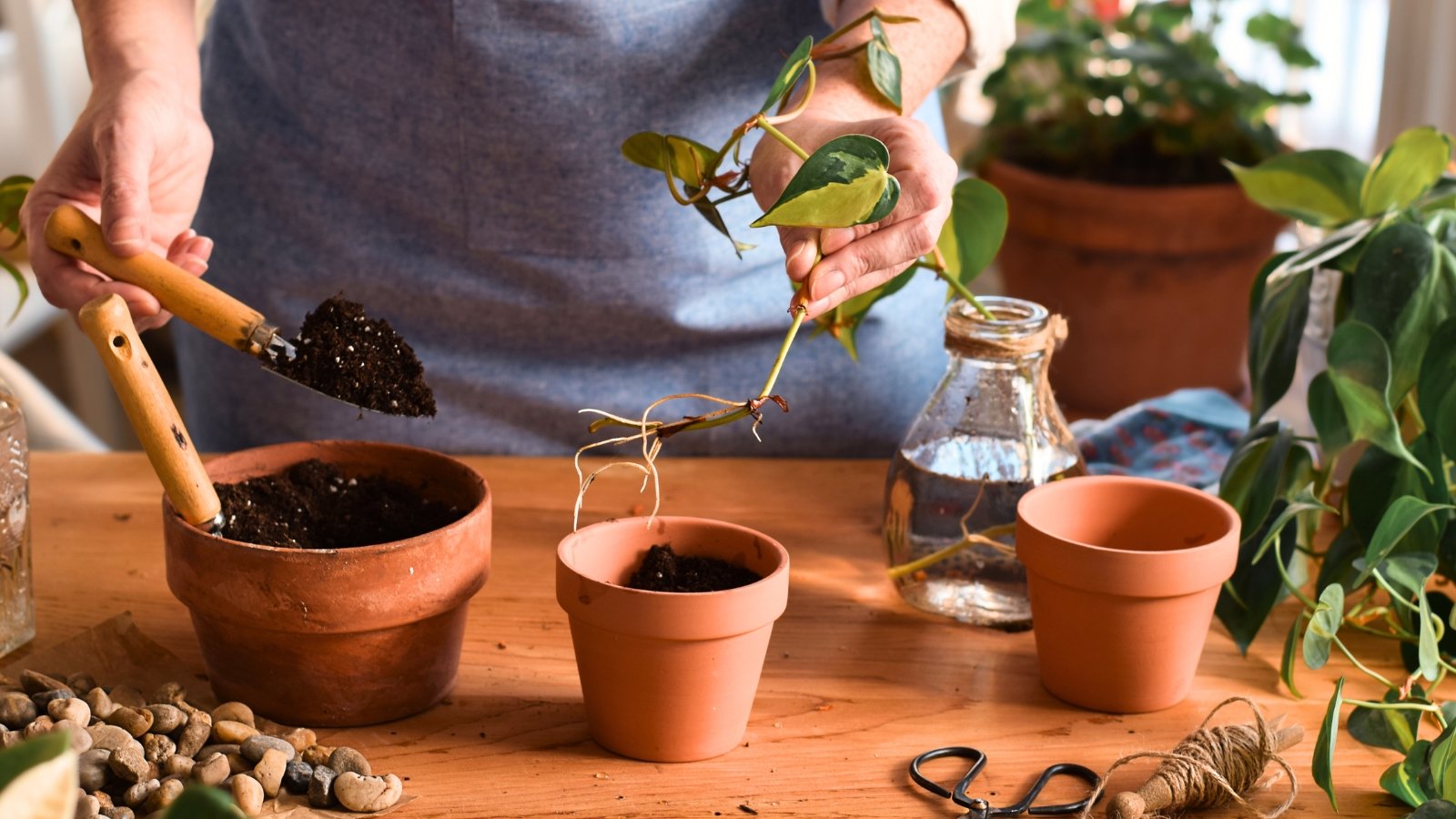 How to Propagate Philodendron Plants