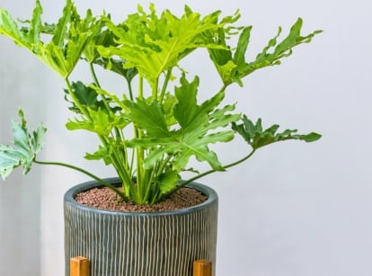 A split leaf philodendron in a gray decorative pot with large, glossy, deeply lobed leaves and healthy stems, ready to propagate.