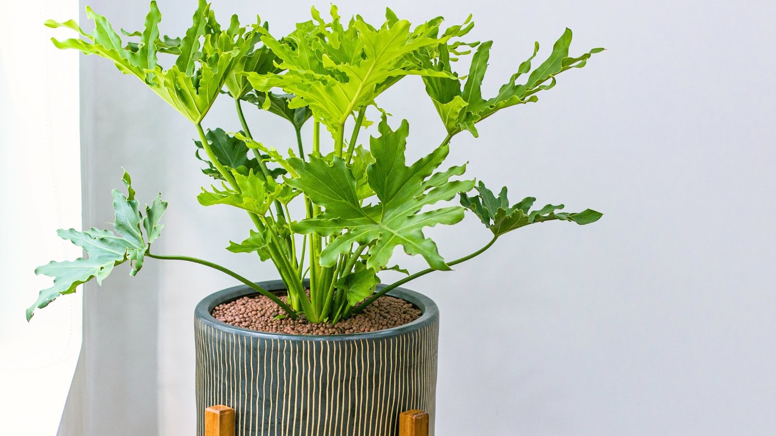 How to Propagate Split-Leaf Philodendron