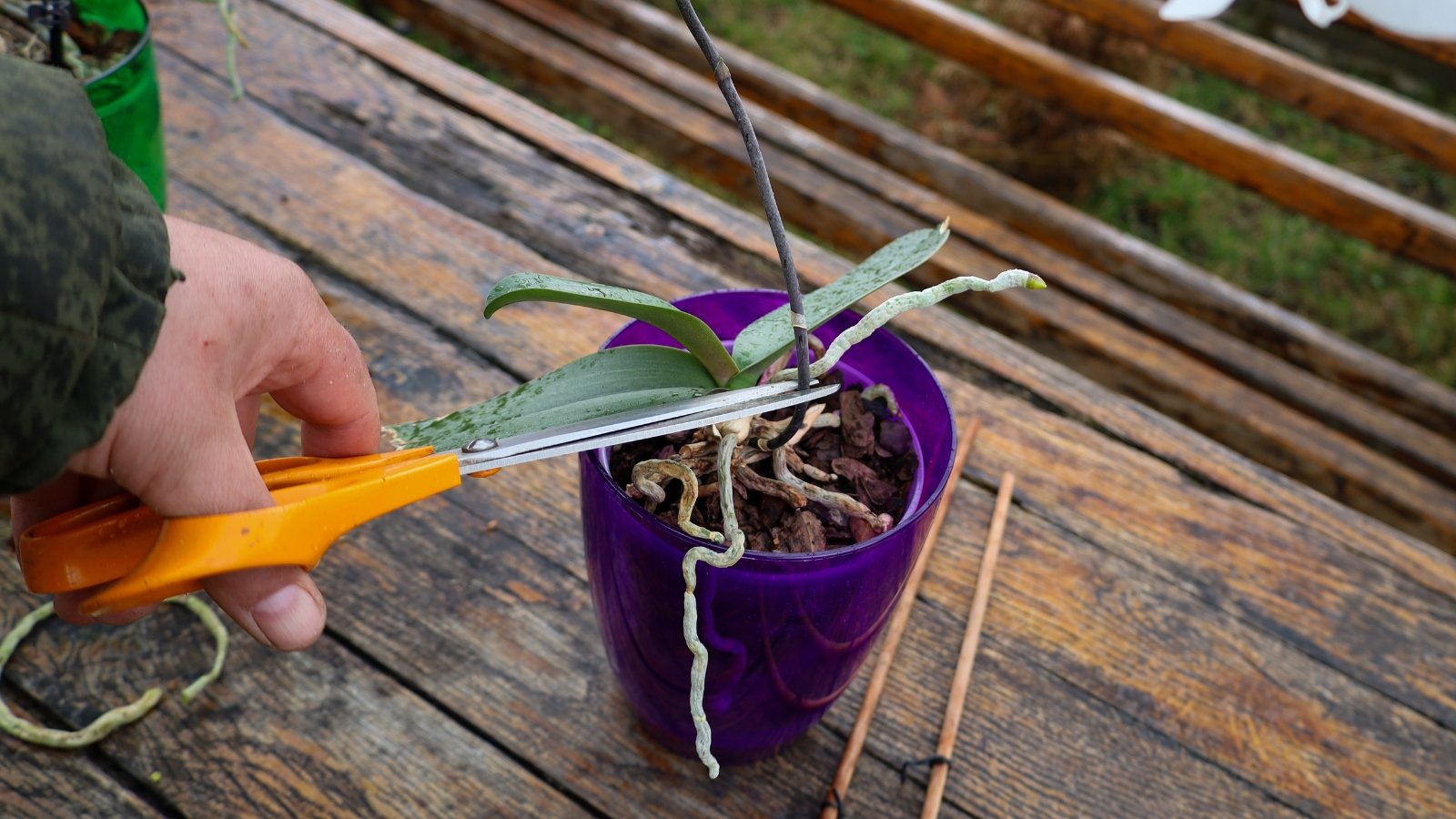 Gardener uses yellow scissors to trim an upright orchid stem growing among green leaves in a purple plastic pot on a wooden surface.

