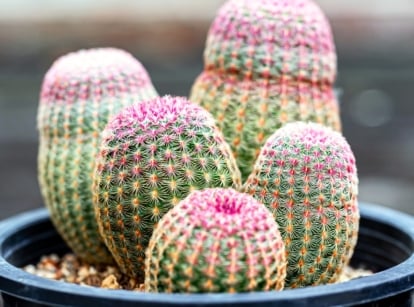 Four rainbow hedgehog cacti with round, ribbed green stems are clustered in a black pot, each covered in dense pink, orange, and red spines.