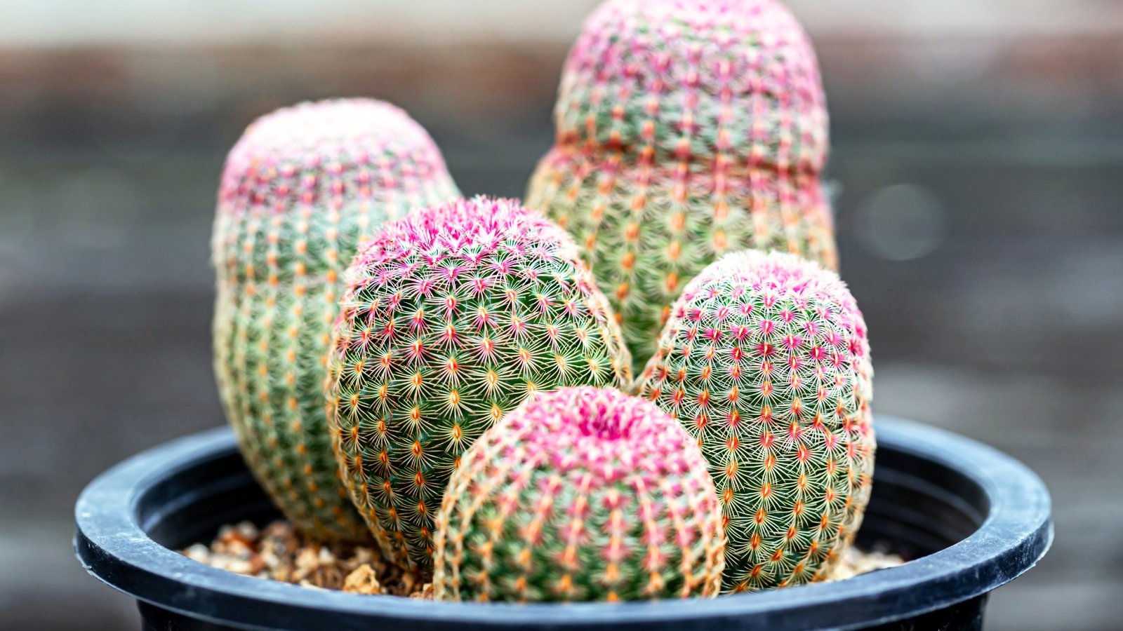 How to Plant, Grow, and Care For ‘Rainbow Hedgehog’ Cactus