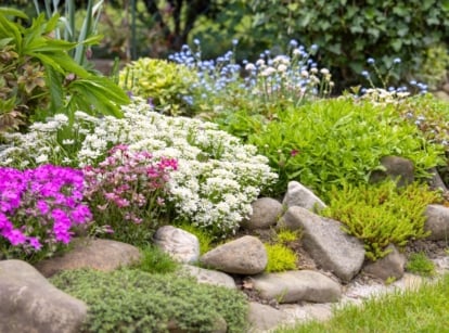 Rock garden filled with a mix of flowering plants, groundcovers, and succulents displaying pink, white, and blue blooms alongside green and silvery textured foliage.